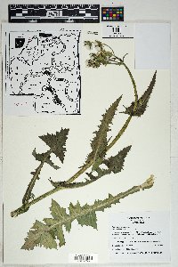 Sonchus oleraceus image