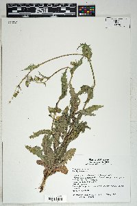 Sonchus oleraceus image