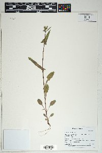 Sonchus oleraceus image