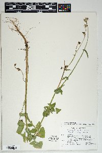 Sonchus oleraceus image