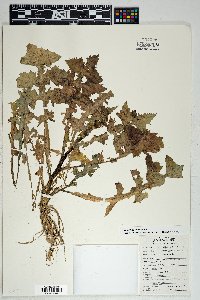 Sonchus oleraceus image