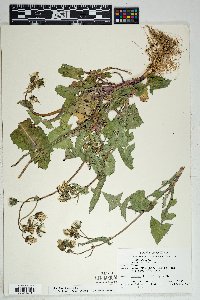 Sonchus oleraceus image