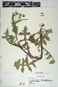 Sonchus oleraceus image