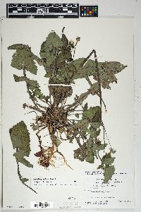 Sonchus oleraceus image