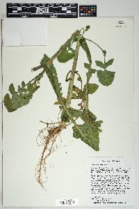 Sonchus oleraceus image