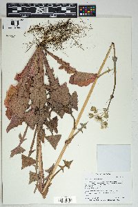 Sonchus oleraceus image