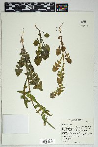 Sonchus oleraceus image