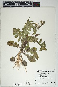 Sonchus oleraceus image