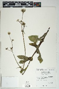 Sonchus oleraceus image