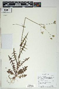 Sonchus oleraceus image