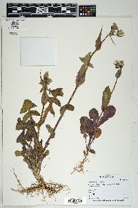 Sonchus oleraceus image