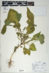 Sonchus oleraceus image