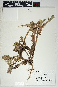 Sonchus oleraceus image