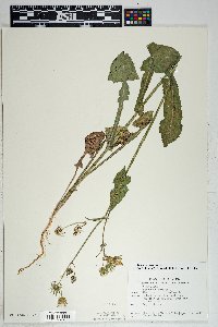 Sonchus oleraceus image