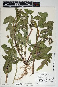 Sonchus oleraceus image