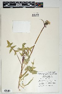 Sonchus oleraceus image