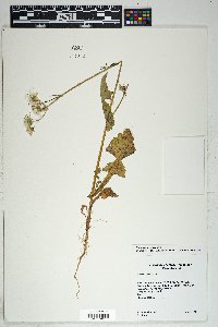 Sonchus oleraceus image