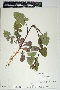 Sonchus oleraceus image