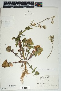 Sonchus oleraceus image