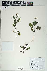 Sonchus oleraceus image