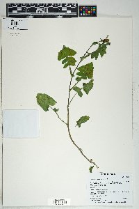 Sonchus oleraceus image