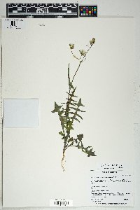 Sonchus oleraceus image