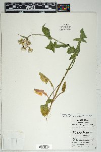 Sonchus oleraceus image