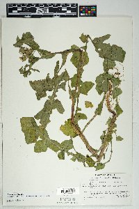 Sonchus oleraceus image