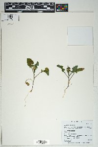 Sonchus oleraceus image