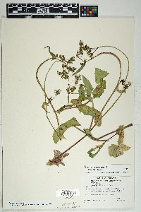 Sonchus oleraceus image