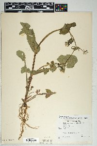 Sonchus oleraceus image