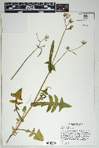 Sonchus oleraceus image