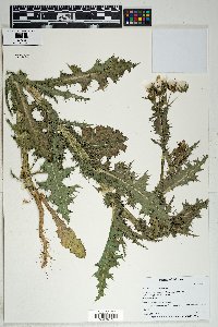 Sonchus oleraceus image