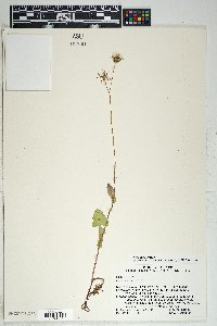 Sonchus oleraceus image