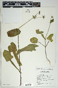 Sonchus oleraceus image