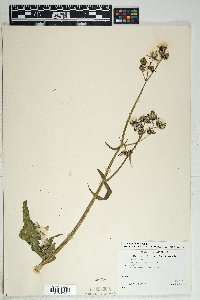 Sonchus oleraceus image