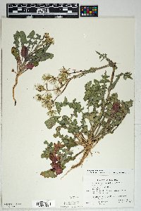 Sonchus oleraceus image