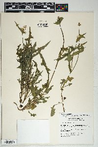 Sonchus oleraceus image