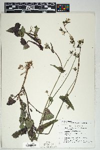 Sonchus oleraceus image