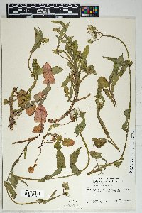 Sonchus oleraceus image