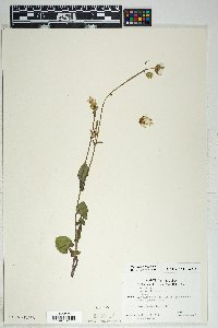 Sonchus oleraceus image