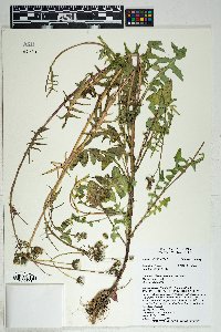 Sonchus oleraceus image