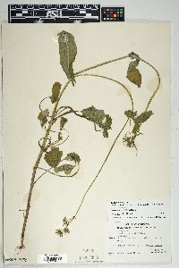 Sonchus oleraceus image