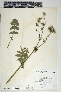 Sonchus oleraceus image