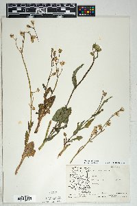 Sonchus oleraceus image