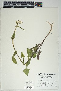 Sonchus oleraceus image