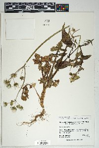 Sonchus oleraceus image