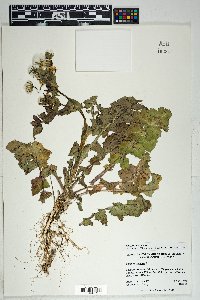 Sonchus oleraceus image