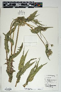 Sonchus oleraceus image