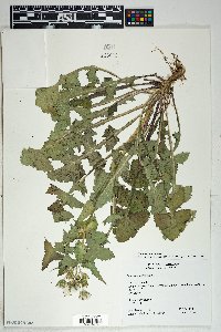 Sonchus oleraceus image